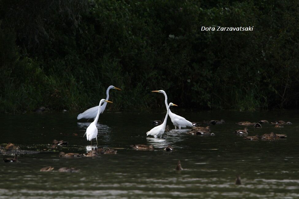 Grande Aigrette