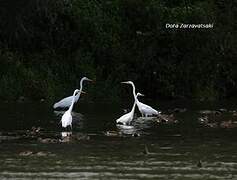 Grande Aigrette