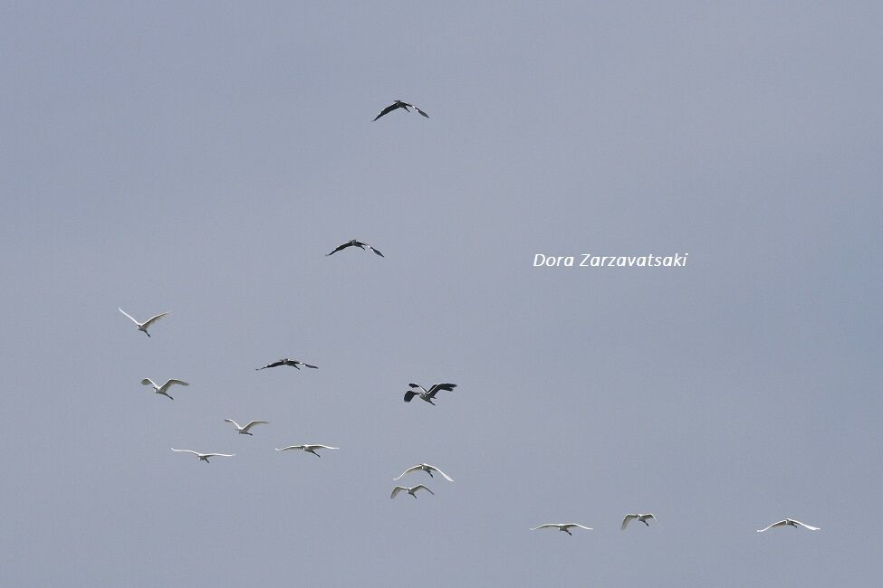 Great Egret