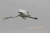 Grande Aigrette