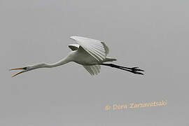 Grande Aigrette