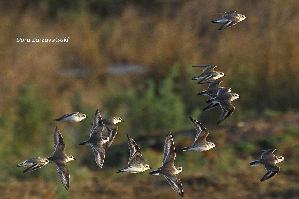 Kentish Plover