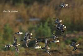 Kentish Plover