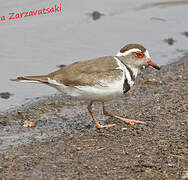 Three-banded Plover