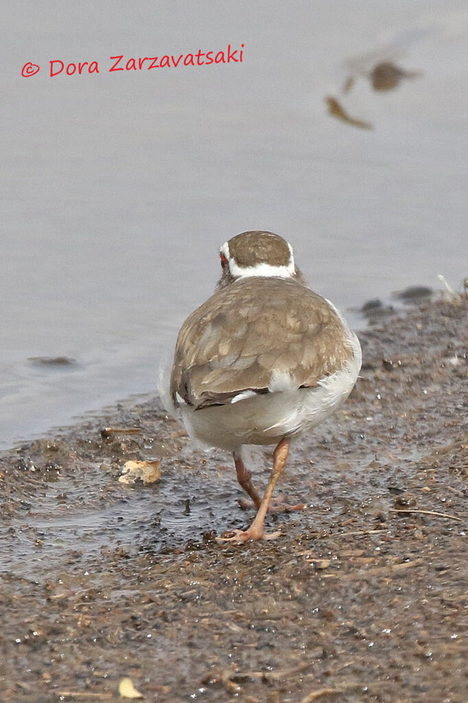 Three-banded Ploveradult breeding, walking