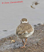 Three-banded Plover