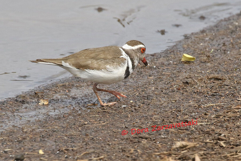 Three-banded Ploveradult breeding, walking