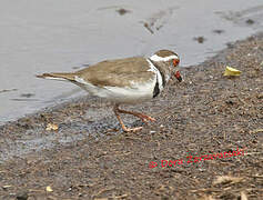 Three-banded Plover