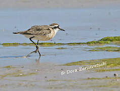 Kittlitz's Plover