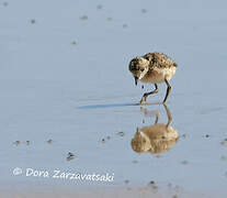 Kittlitz's Plover