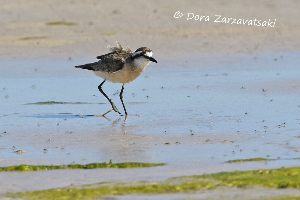 Kittlitz's Ploveradult, identification, walking