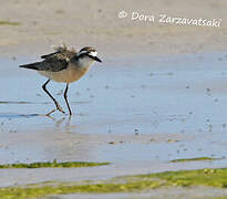 Kittlitz's Plover