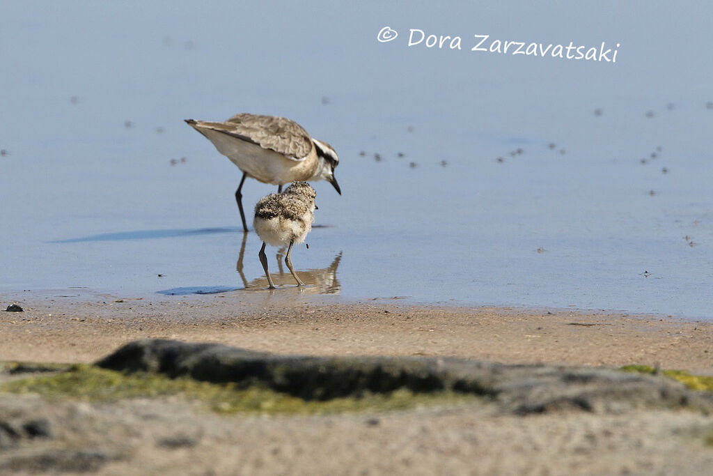 Kittlitz's Plover