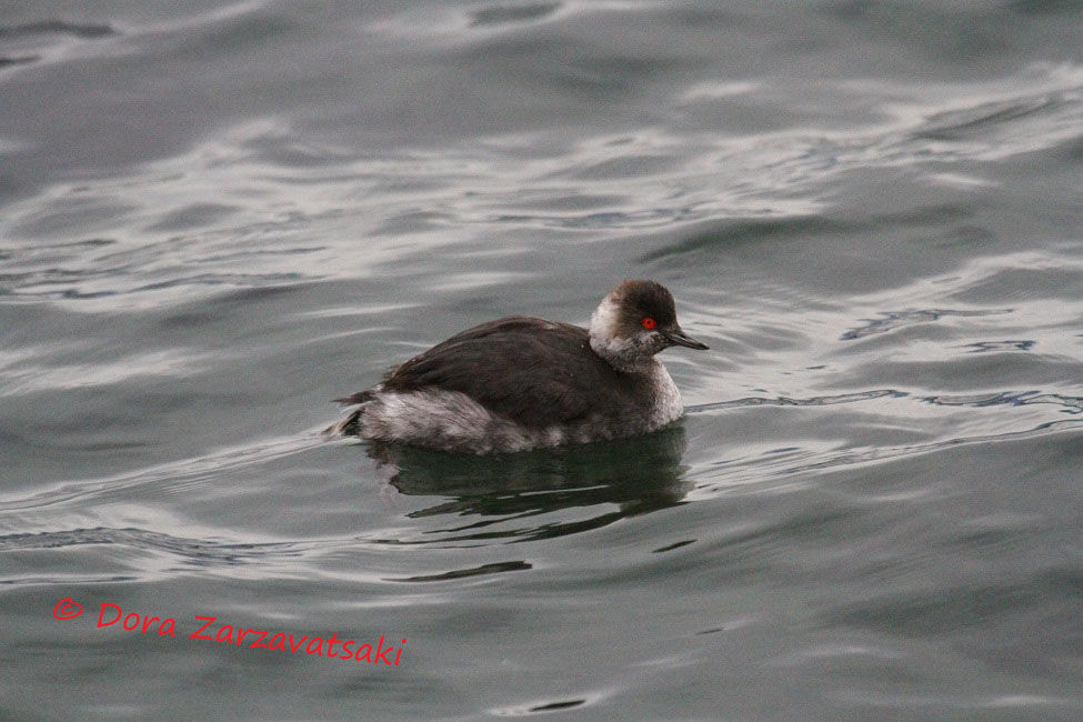 Black-necked Grebe