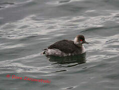 Black-necked Grebe