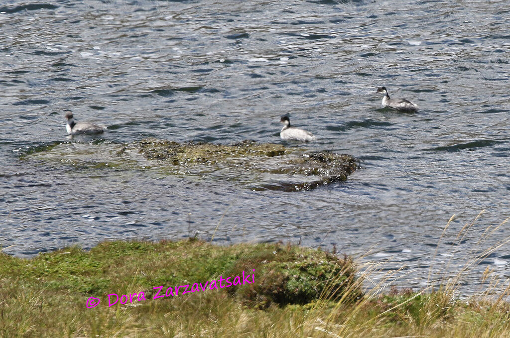 Silvery Grebe