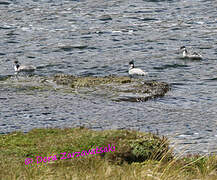 Silvery Grebe