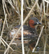 Little Grebe