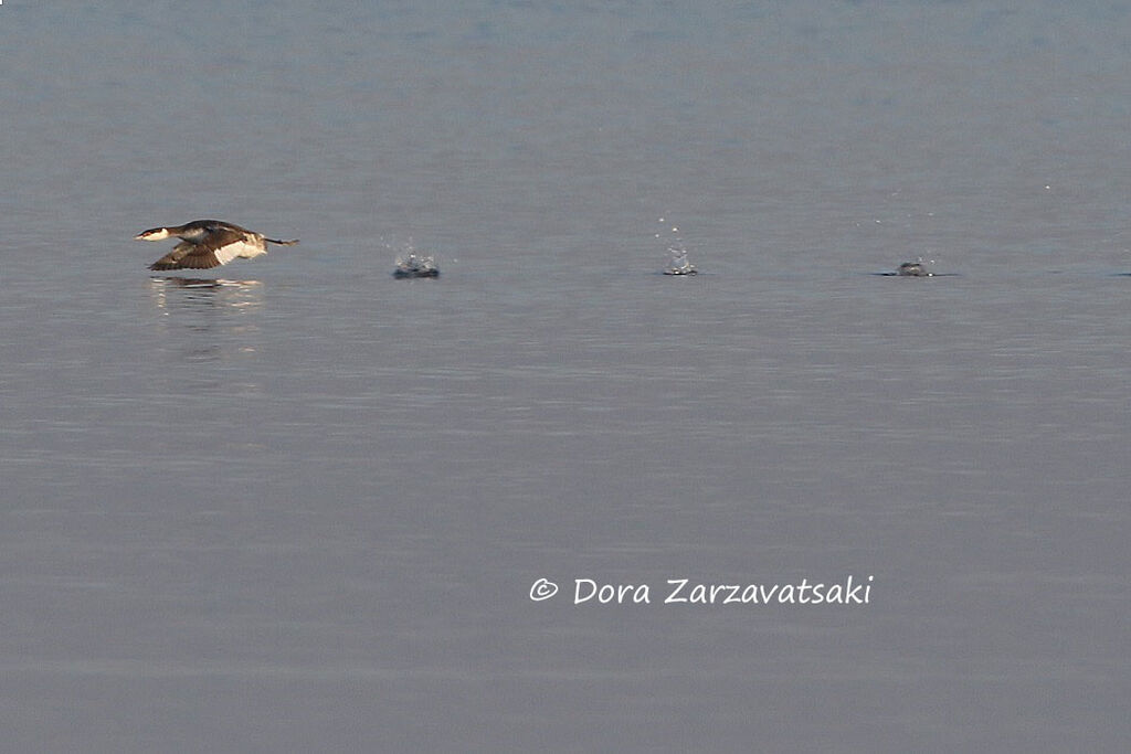 Horned Grebe, Behaviour