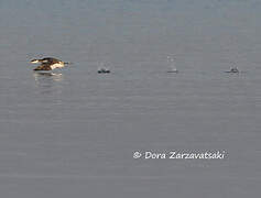 Horned Grebe