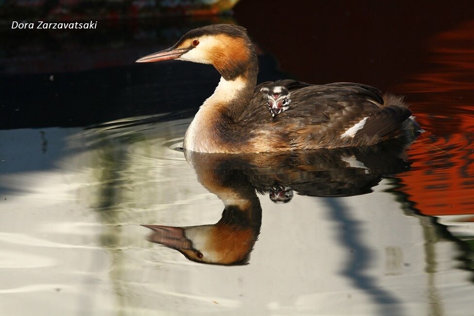 Great Crested Grebe, Reproduction-nesting