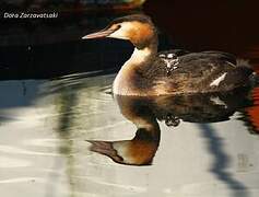 Great Crested Grebe