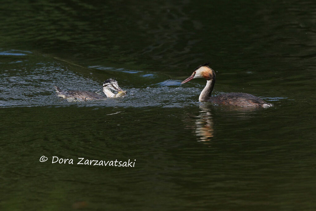 Great Crested Grebe, Behaviour