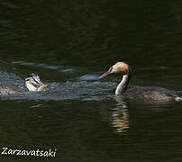 Great Crested Grebe