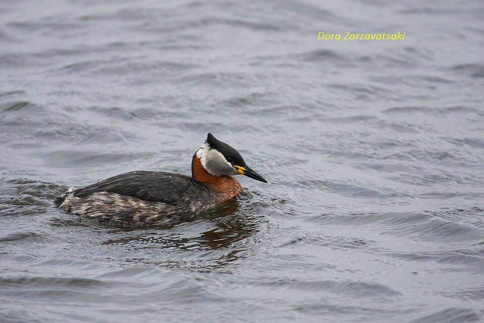 Red-necked Grebe