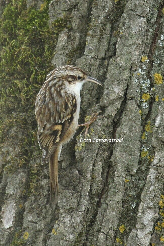 Short-toed Treecreeper