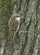 Short-toed Treecreeper