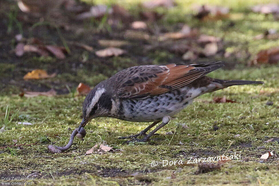 Dusky Thrushadult, feeding habits