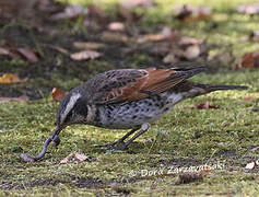 Dusky Thrush