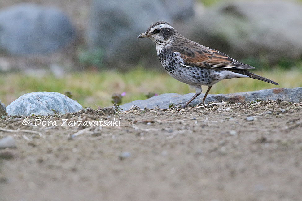 Dusky Thrush