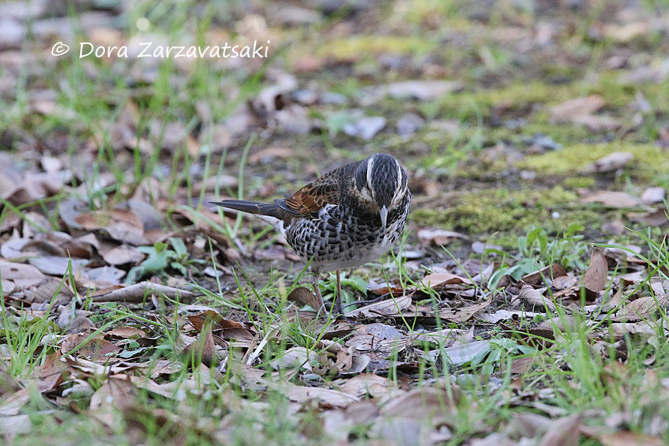 Dusky Thrush