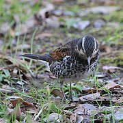 Dusky Thrush