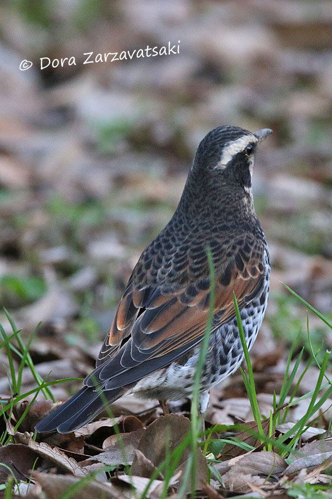 Dusky Thrush