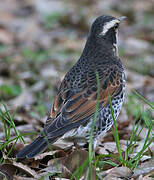 Dusky Thrush