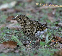 White's Thrush