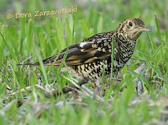 White's Thrush