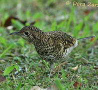 White's Thrush