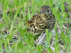 White's Thrush