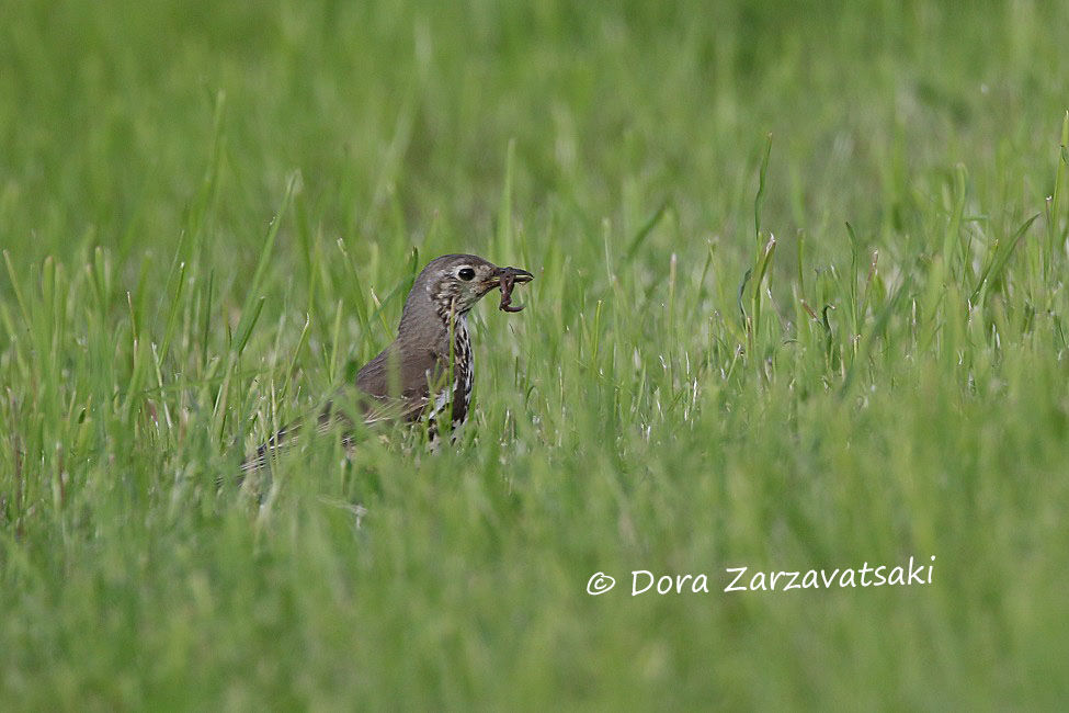 Mistle Thrush