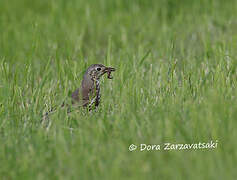 Mistle Thrush