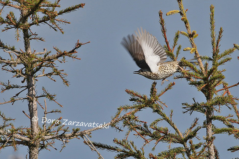 Mistle Thrush