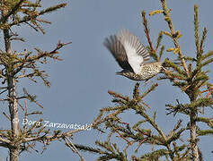 Mistle Thrush