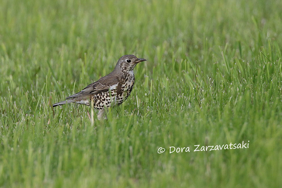 Mistle Thrush