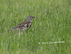 Mistle Thrush