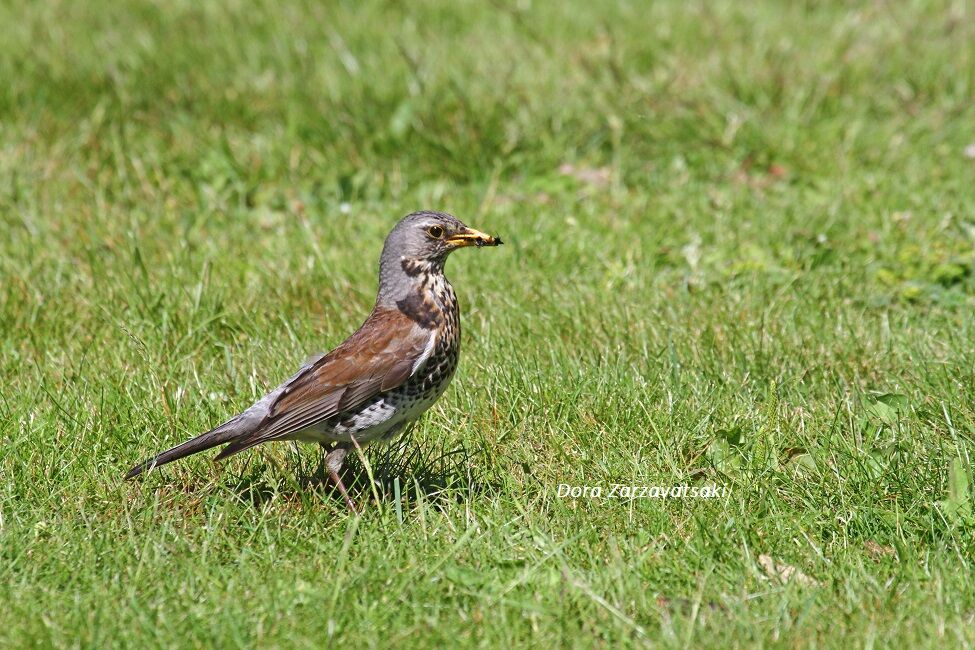 Fieldfare