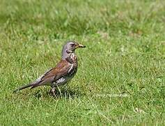 Fieldfare